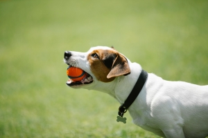 Understanding Canine Behavior: Insights from WAG Dog Training Principles